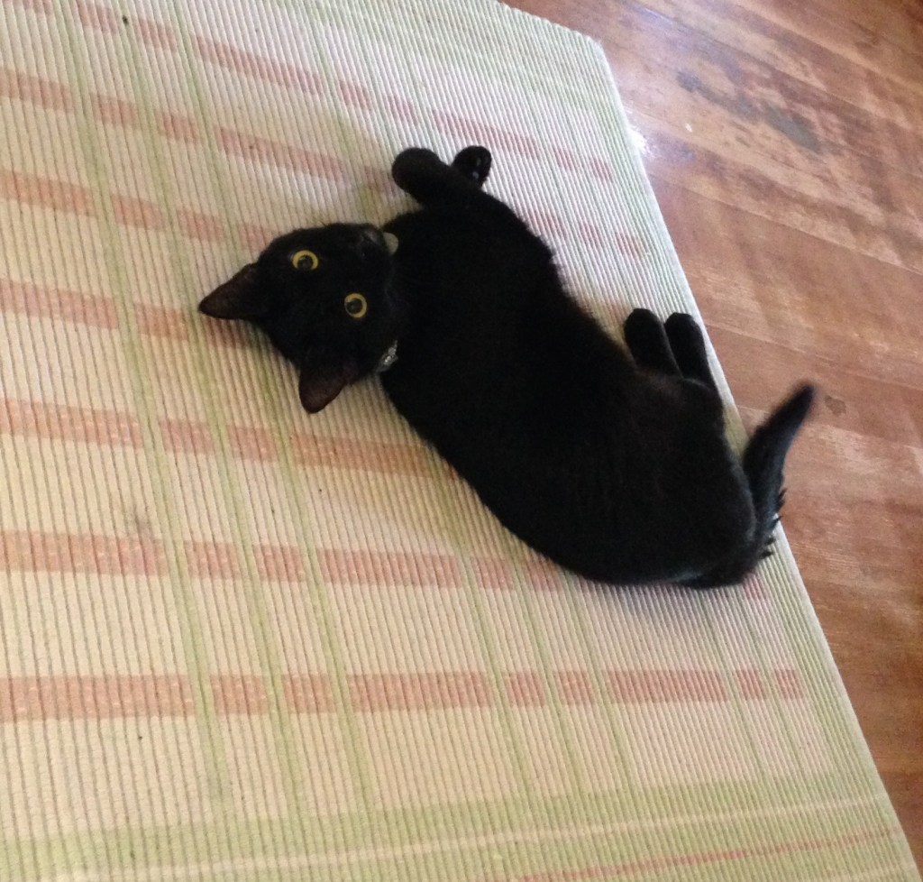 Faith the monkey head