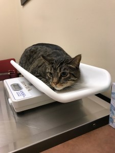 90e86231-b251-4320-8c0e-c4a937fd1b13